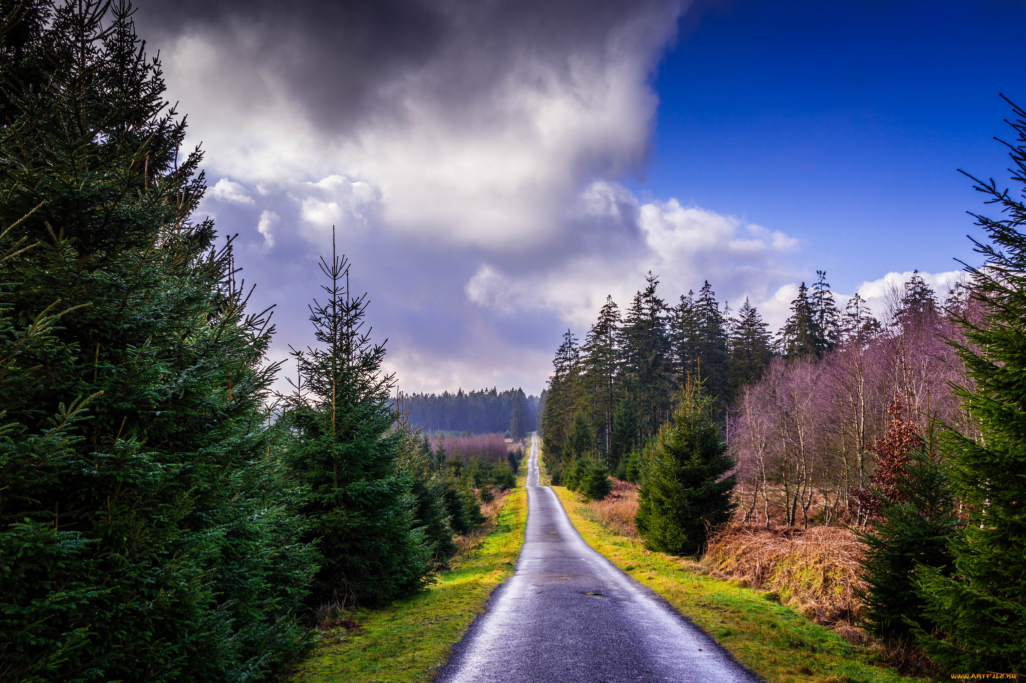 Дорога в красивом лесу. Природа дорога. Дорога в лесу. Природа лес дорога. Красивая дорога в лесу.